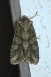 Dryobotodes eremita