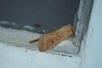 Mythimna vitellina