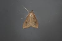 Udea ferrugalis