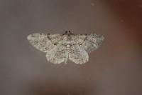 Peribatodes rhomboidaria rhomboidaria
