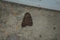 Xestia xanthographa