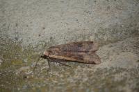 Noctua pronuba
