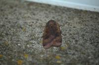 Noctua pronuba