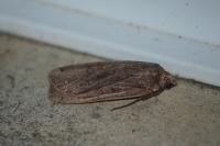 Noctua pronuba