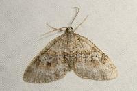 Nothocasis sertata