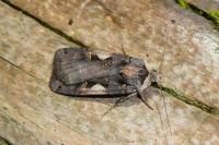 Xestia c-nigrum