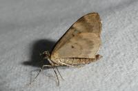 Thera britannica/variata
