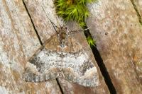 Dysstroma truncata