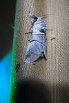 Furcula bifida
