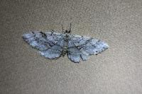 Peribatodes secundaria secundaria