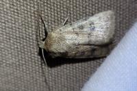 Hoplodrina octogenaria/alsinides