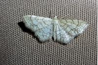Idaea moniliata