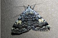 Idia calvaria