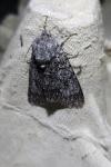 Acronicta euphorbiae