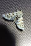 Hadena irregularis