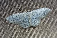 Idaea alyssumata/typicata