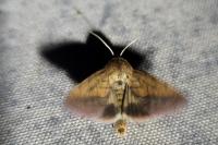 Pyrrhia umbra