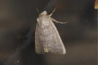 Hoplodrina ambigua/blanda