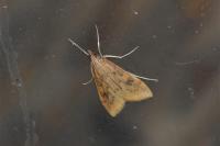 Udea ferrugalis