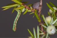 Thera juniperata