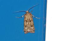 Agrotis trux