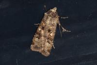 Agrotis trux