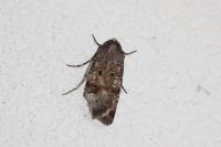 Agrotis trux
