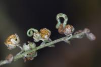 Eupithecia ochridata