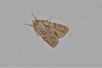 Acronicta psi/tridens