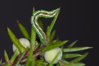 Thera juniperata