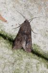 Agrotis segetum