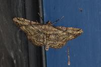 Peribatodes rhomboidaria rhomboidaria
