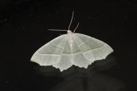 Campaea margaritaria