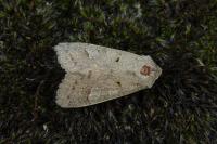 Ammoconia caecimacula