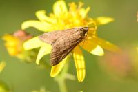 Udea ferrugalis