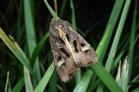 Trigonophora flammea
