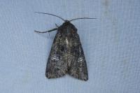 Trigonophora haasi