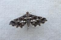 Diasemiopsis ramburialis