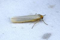Eilema caniola