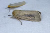 Sesamia nonagrioides