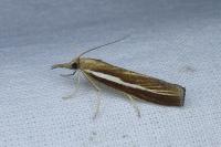 Agriphila tristella