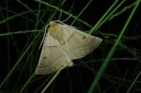 Crocallis elinguaria