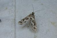 Diasemiopsis ramburialis