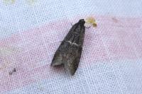 Elegia similella/atrifasciella