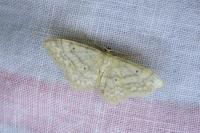 Idaea biselata
