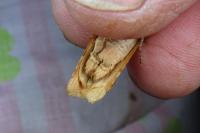 Noctua fimbriata