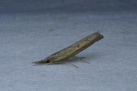 Pediasia contaminella