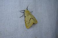 Spilarctia lutea