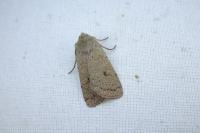 Xestia castanea