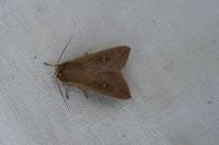 Mythimna unipuncta